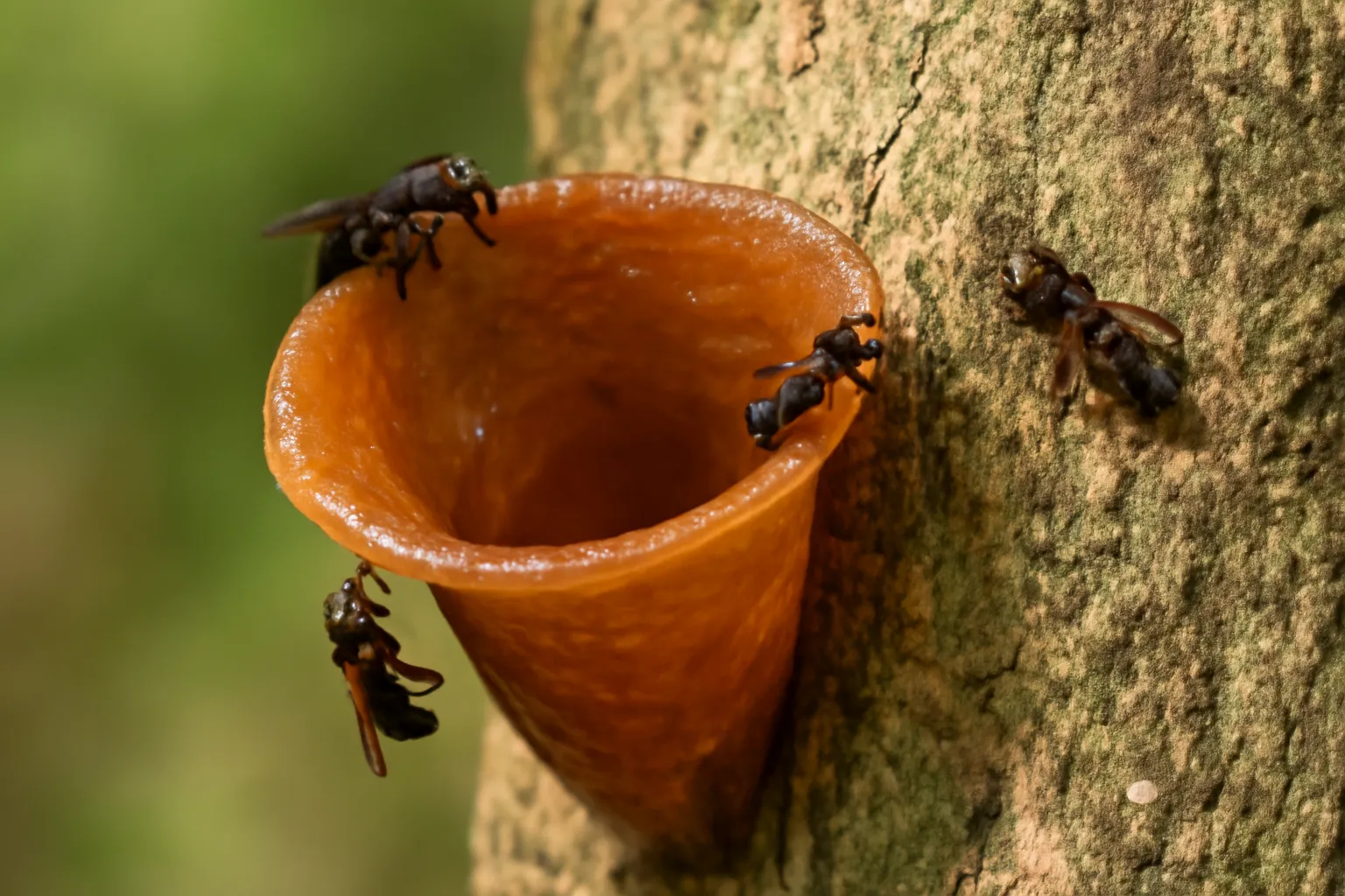Cửa tổ ong dú hình loa rộng màu vàng nâu trên thân cây rừng