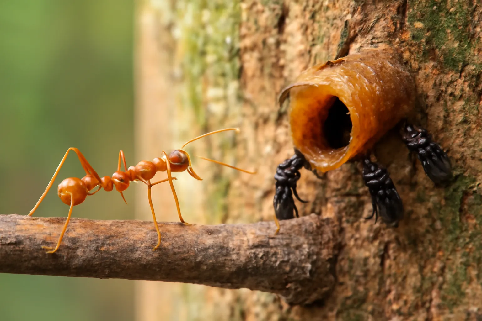 Kiến vàng bò trên cành cây gần ống cửa tổ ong dú bằng nhựa
